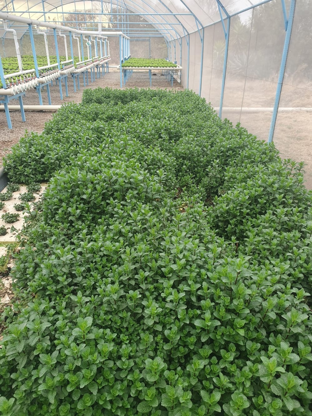 Beds of fresh spearmint in the herb tunnel